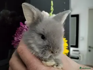 Lionhead rabbits Pure Breed Double Mained Lionhead Bunnies - Advert 9