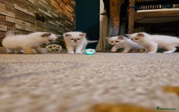 Ragdoll cats for sale: Ready now hcm clear ragdoll litter. X6 - Image 13
