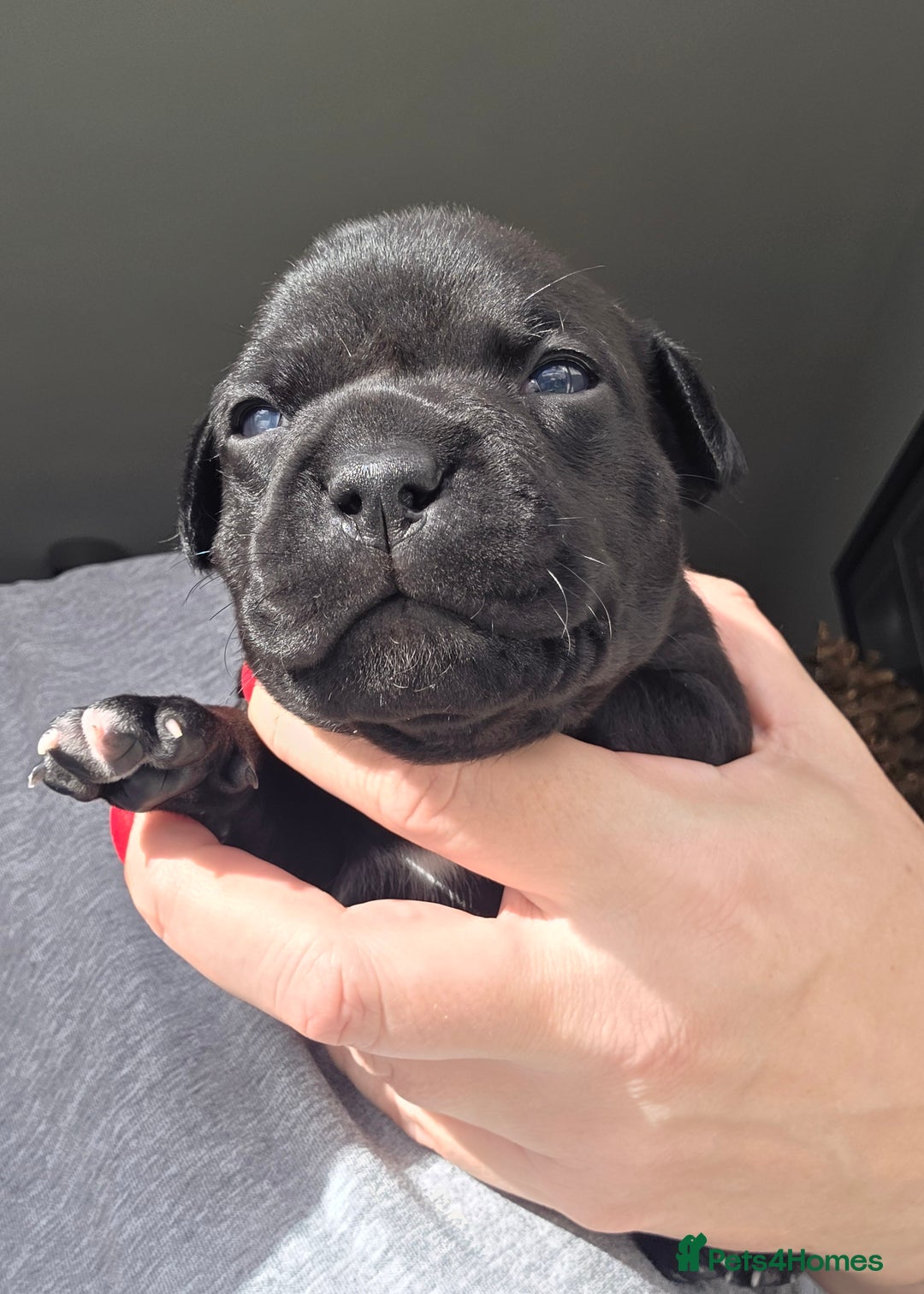 Staffordshire Bull Terrier dogs for sale: Stunning KC Staffs Very Unique colours - Image 9