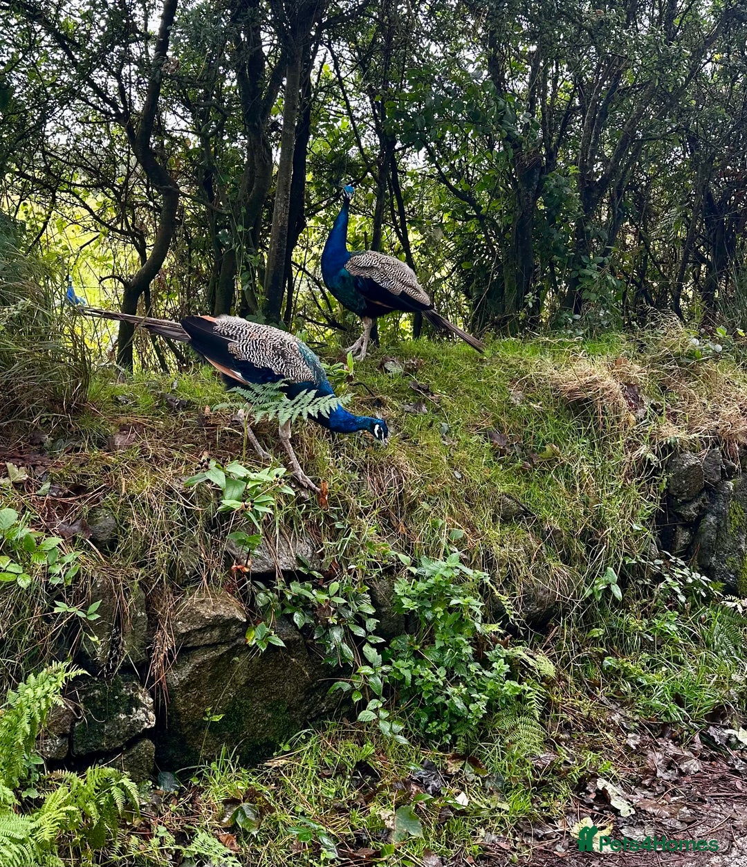 Peafowl poultry for sale: Peacocks male and female  - Image 4