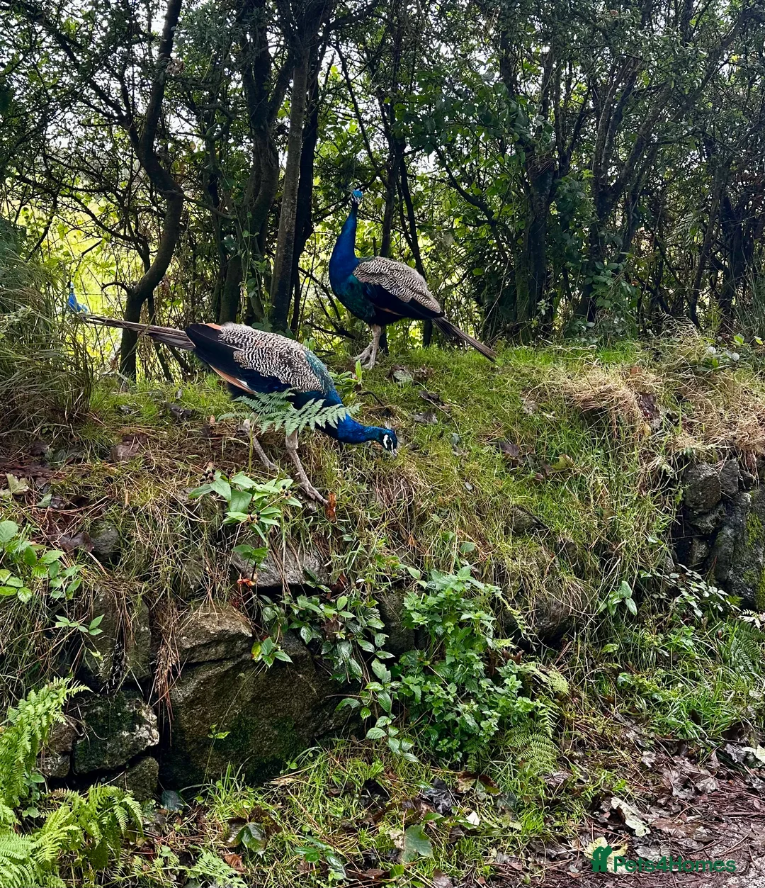 Peafowl poultry for sale: Peacocks male  - Advert 4