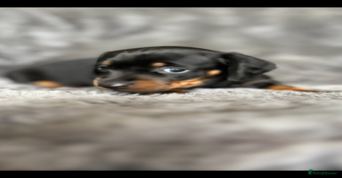 Miniature Dachshund dogs - Advert 3