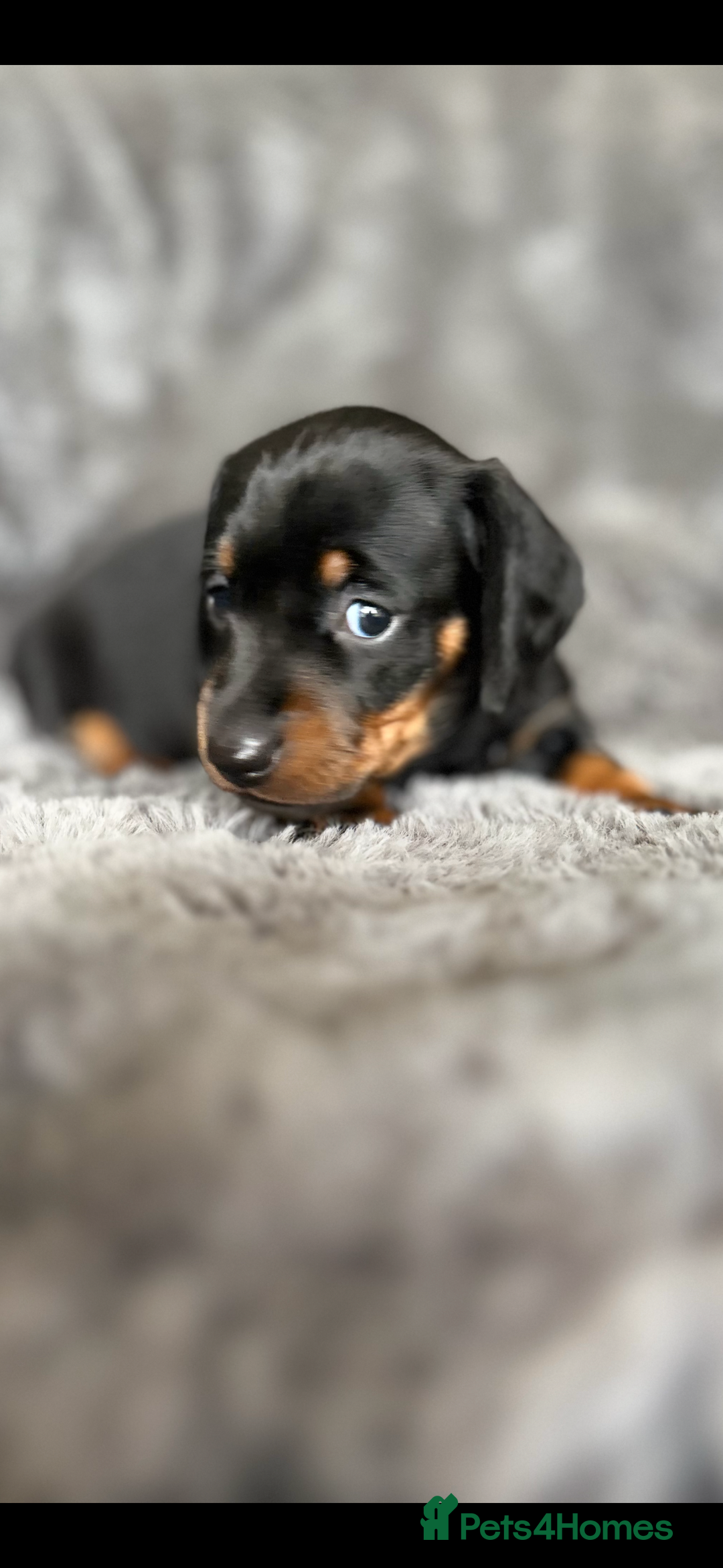 Miniature Dachshund dogs for sale: Stunning mini smooth dachshund pups  - Image 2