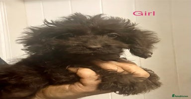 Cockapoo dogs - Advert 5