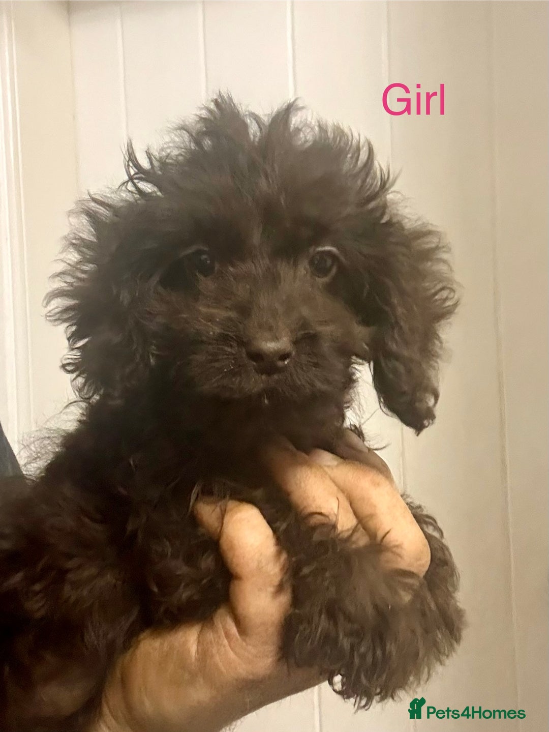 Cockapoo dogs for sale: Quality Chocolate Cockapoos Pups - Image 2