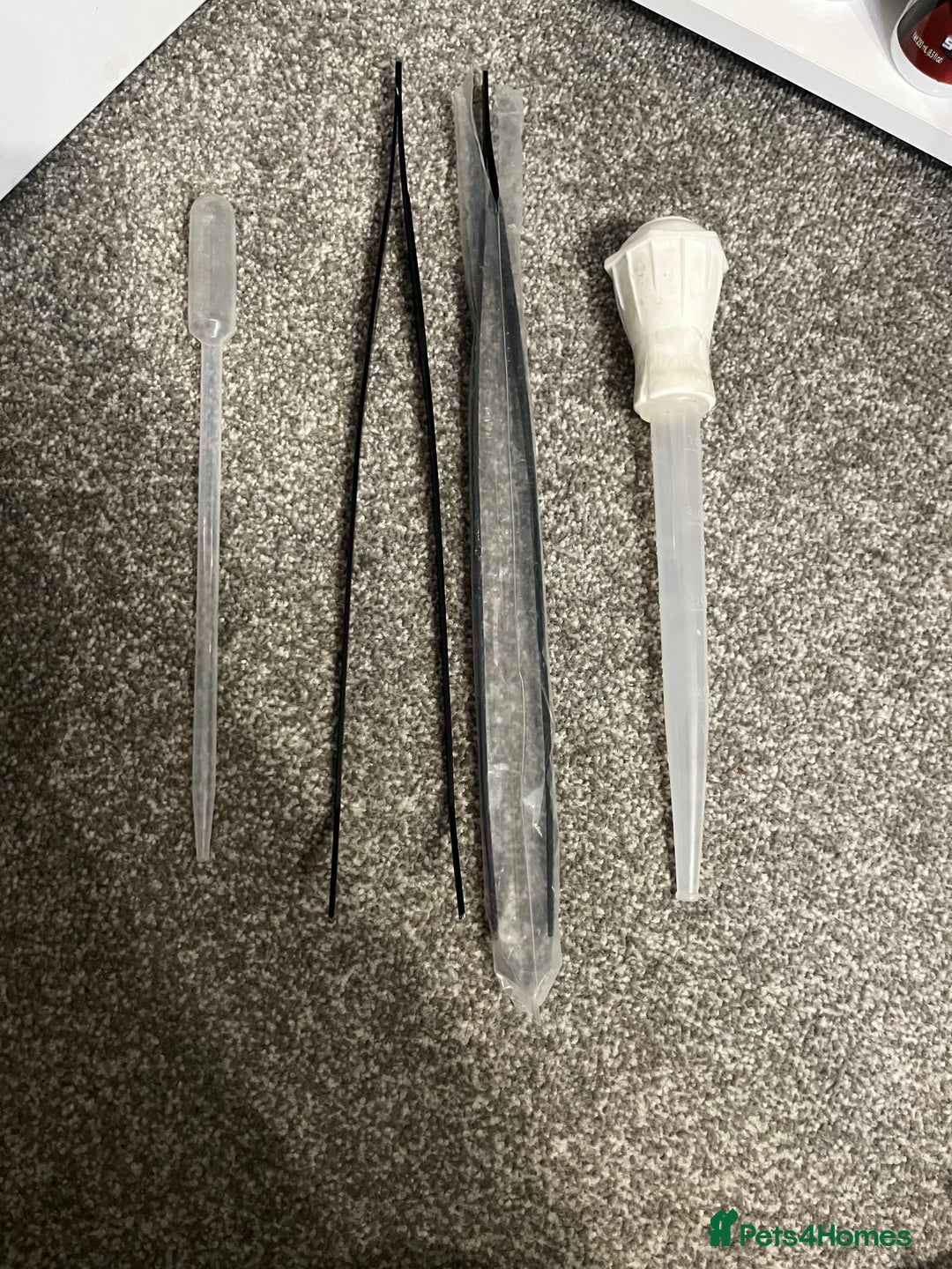 Axolotl reptiles for sale: 2 Adult male Axolotls and Full set up  - Image 10