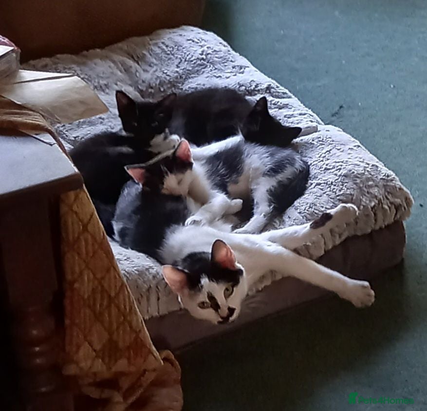 Mixed Breed cats 2 MALE kittens for sale - Advert 18