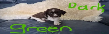 Puppy 9 Dark Green