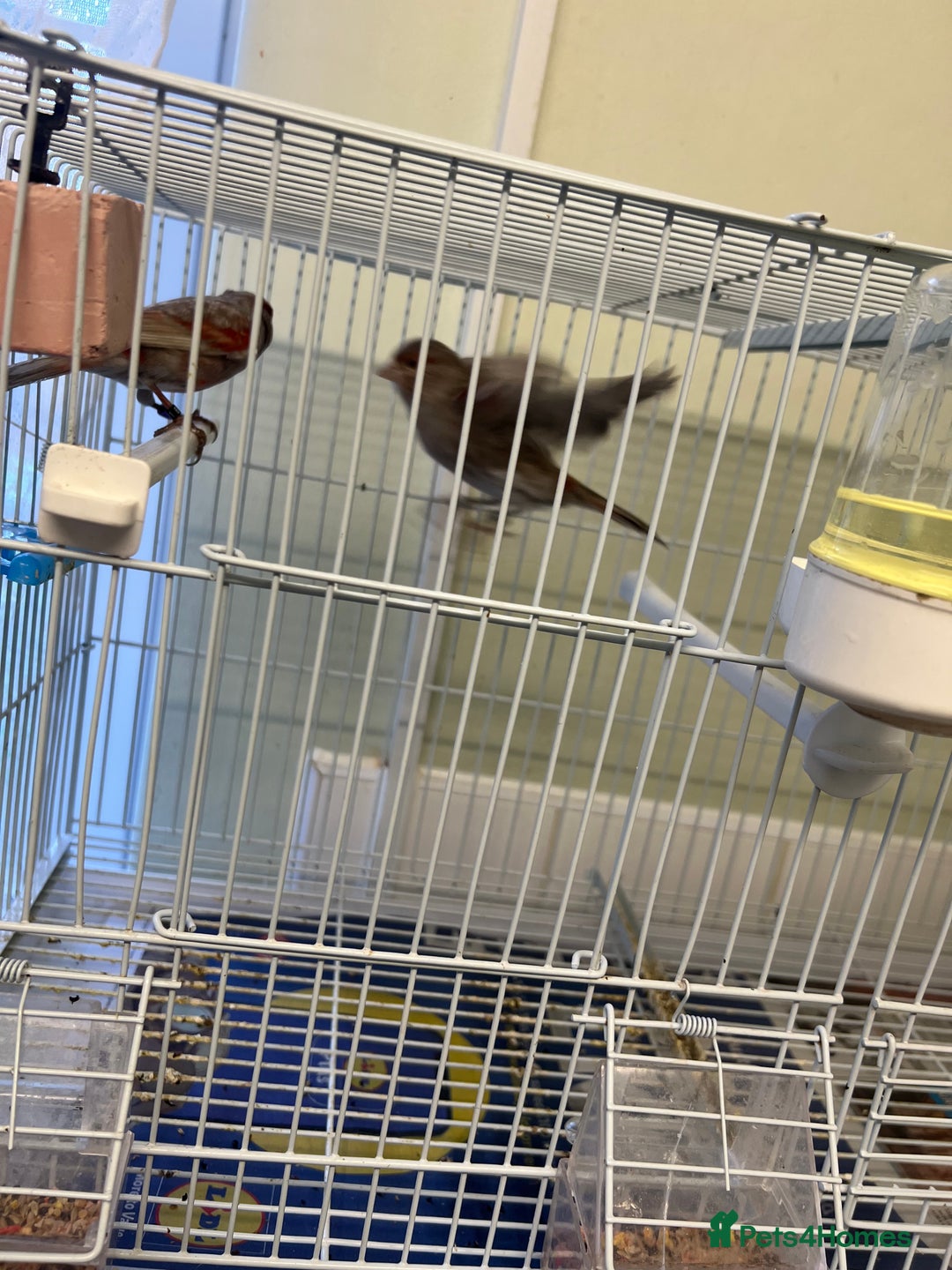 Canaries birds for sale: Varied Canaries for sale (Mostly Red Factors) - Advert 7