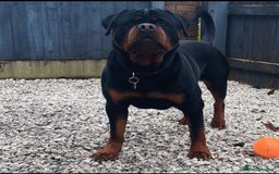 Rottweiler dogs for stud: Outstanding Rottweiler for STUD - Image 2