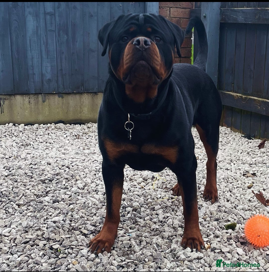 Rottweiler dogs for stud: Outstanding Rottweiler for STUD - Image 2