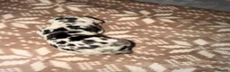 Great Dane dogs for sale: Great danes puppies - Advert 9