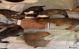Staffordshire Bull Terrier dogs for stud: Amazing Blue Brindle Staffordshires Bull Terrier  - Image 13