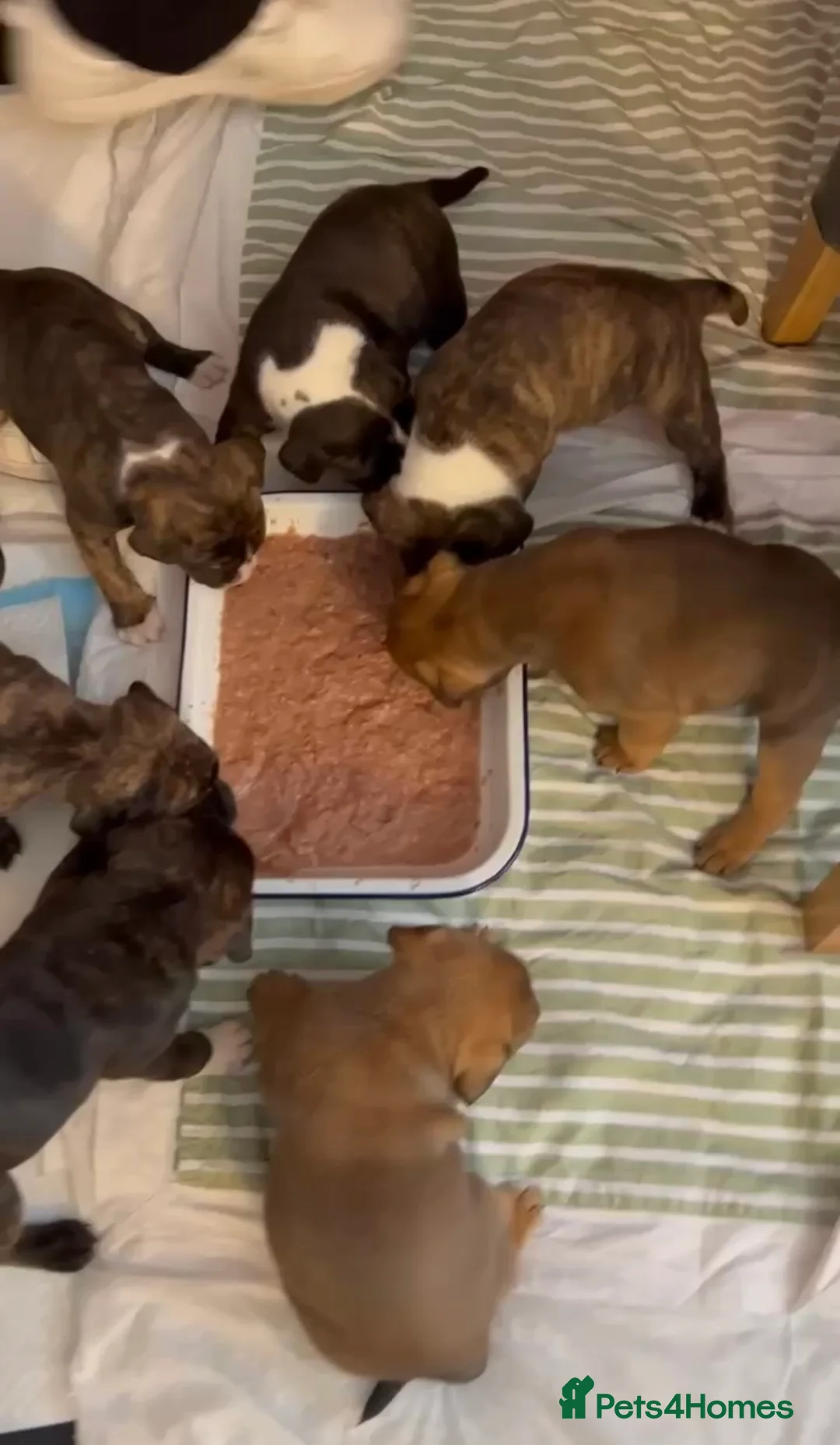 Staffordshire Bull Terrier dogs for stud: PROVEN Blue Brindle Staffordshire Bull Terrier  - Advert 13