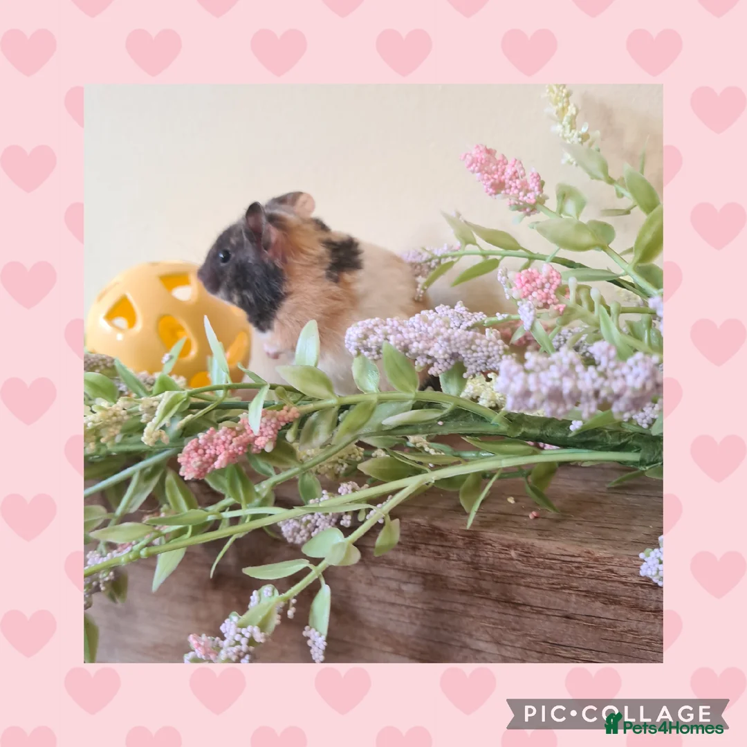 Hamster rodents for sale: ***Stunning Loving Natured Baby Hamsters ***  - Advert 1