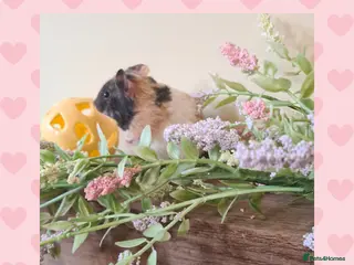 Hamster rodents ***Stunning Loving Natured Baby Hamsters *** - Advert 1