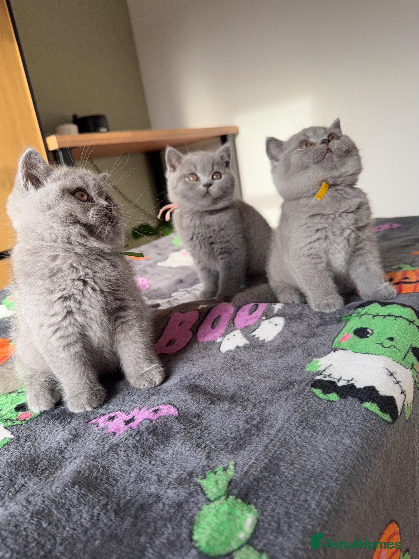 British Shorthair cats British Shorthair Kittens GCCF Registered😻✨😻 - Advert 2