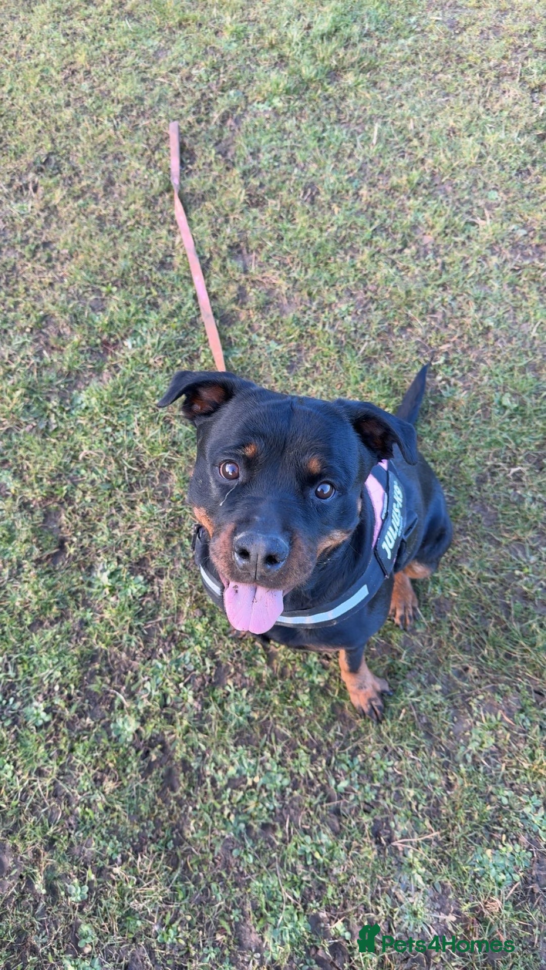 Rottweiler dogs for sale: Zulu 4 year old Rottweiler  - Image 4