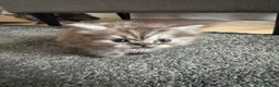 Persian cats for sale: 3 Cute Persian Kittens available Ready To Leave! in London - Advert 13