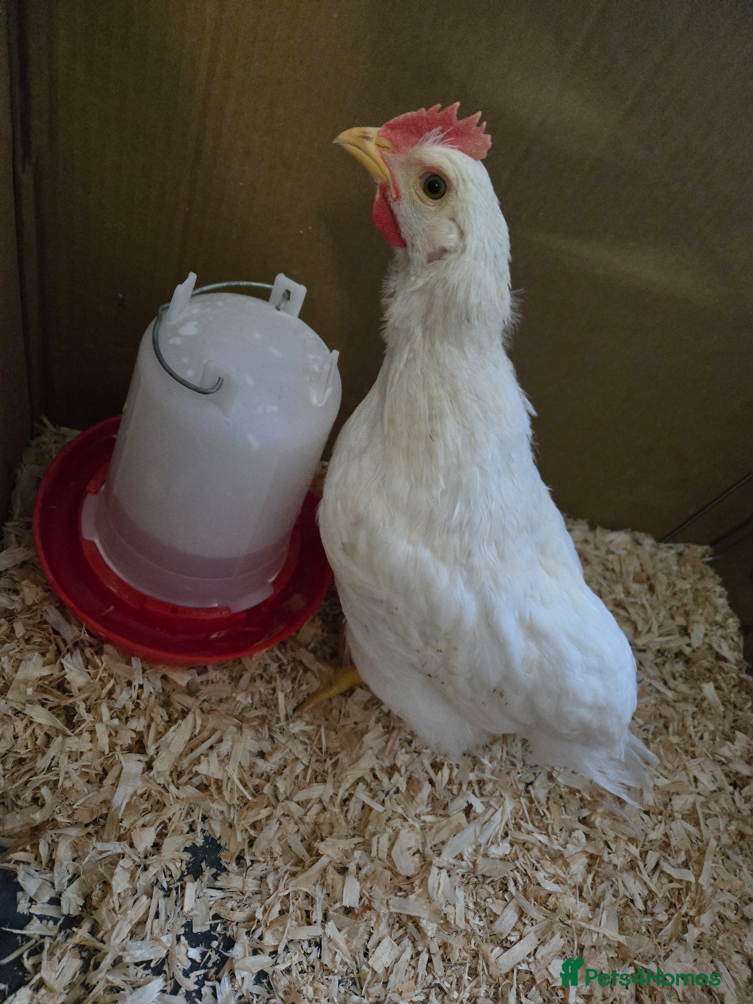 Chickens poultry 2 chickens avaliable  - Advert 6