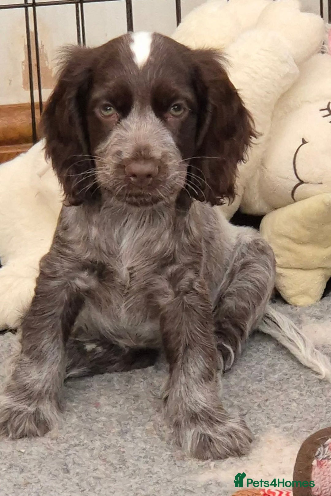 Cocker Spaniel dogs for sale: Beautiful Show Cocker Chocolate Roan Girl  - Advert 1
