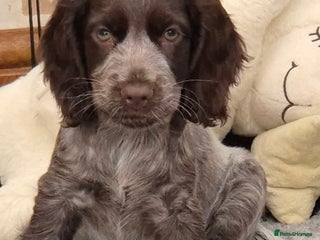 Cocker Spaniel dogs Beautiful Show Cocker Chocolate Roan Girl - Advert 9
