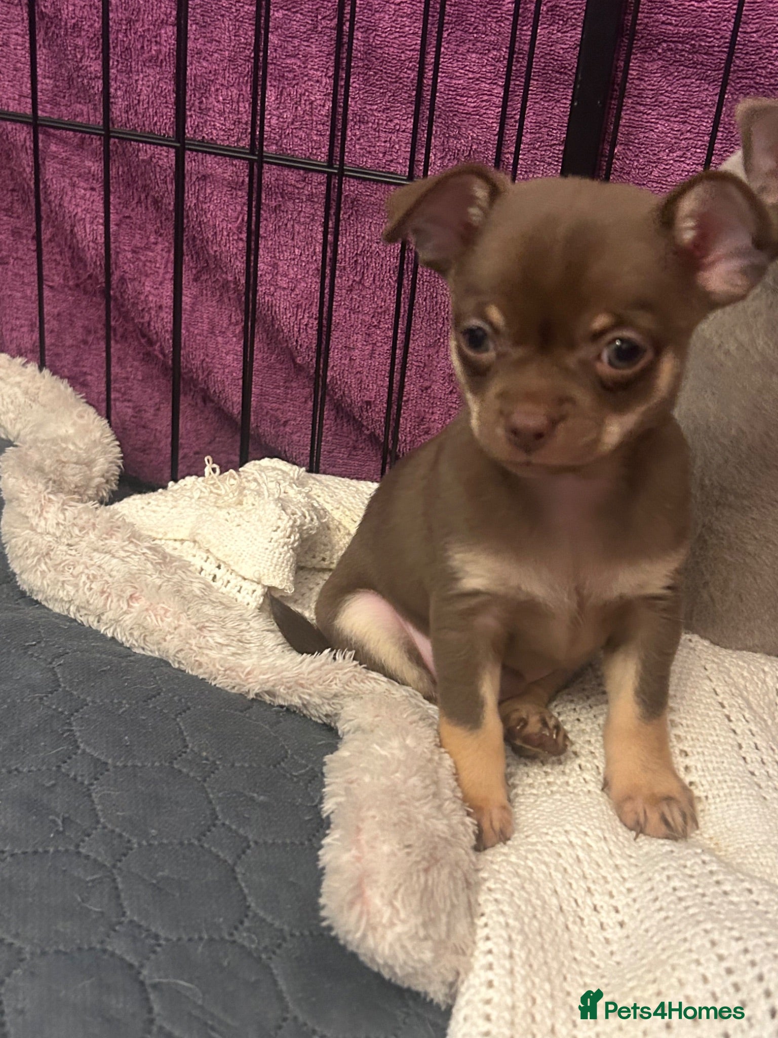 Chihuahua dogs Only 1 gorgeous boy left 🤎🤎 - Advert 17