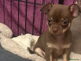 Chihuahua dogs Only 1 gorgeous boy left 🤎🤎 - Advert 9