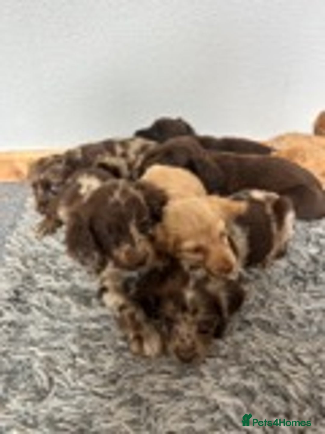 Cocker Spaniel dogs for sale: STUNNING COCKER SPANIEL PUPPIES  - Image 5