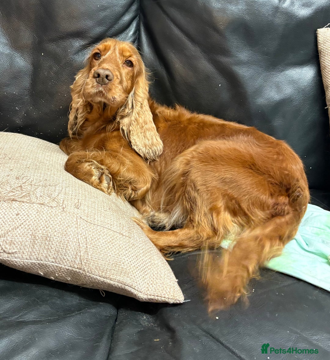 Cocker Spaniel dogs for sale: Our Lovely Toffee - Advert 2