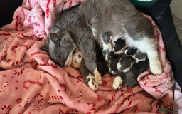 British Longhair cats for sale: 💕 Beautiful litter of BLH Kittens 💕 - Image 1