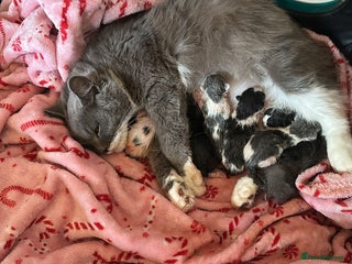 British Longhair cats - Advert 9