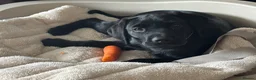 Labrador Retriever dogs for sale: 12 week old kc registered Labrador black  in Yarm - Advert 3