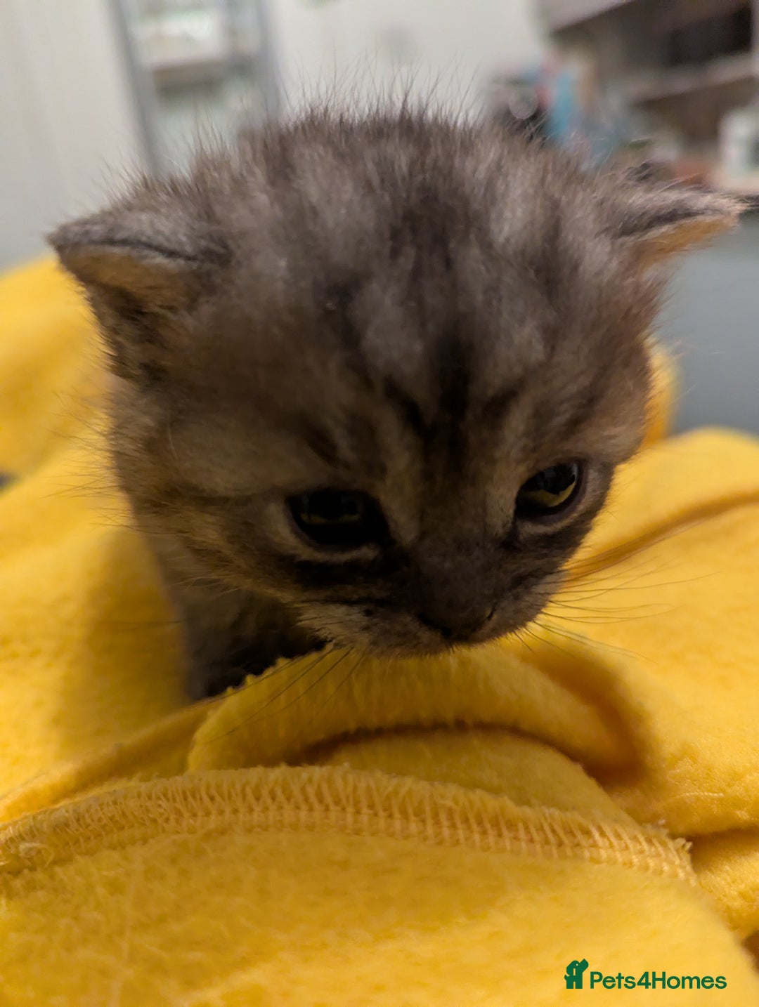 British Shorthair cats for sale:  🐾 BSH Blue,Chocolate& Tabby– Whiskers Kittens 🐾 - Image 18