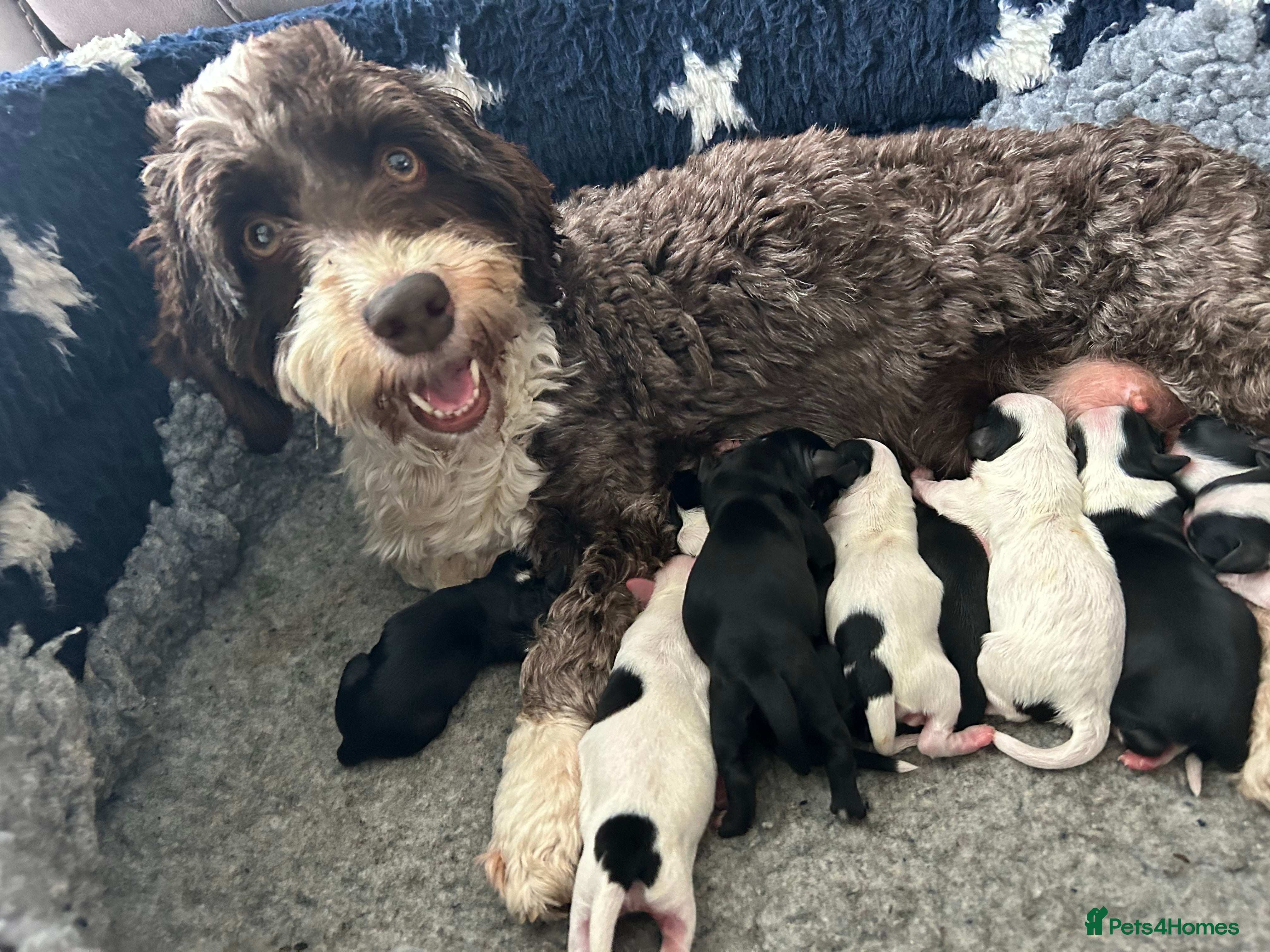 Havanese dogs 🐾 1 Havanese Puppy for his Forever Home 🐾 - Advert 12