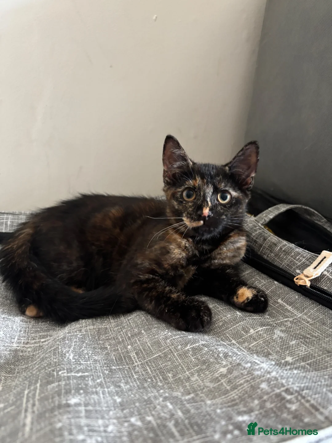 Mixed Breed cats for sale: tortoise shell kitten (winnie) - Advert 7