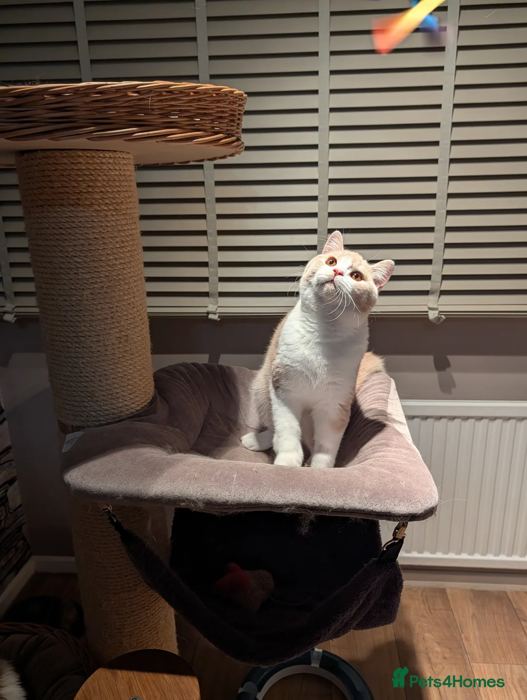 British Shorthair cats for sale: 💕Exceptional Bsh Bi-colour Boy💕 - Advert 3