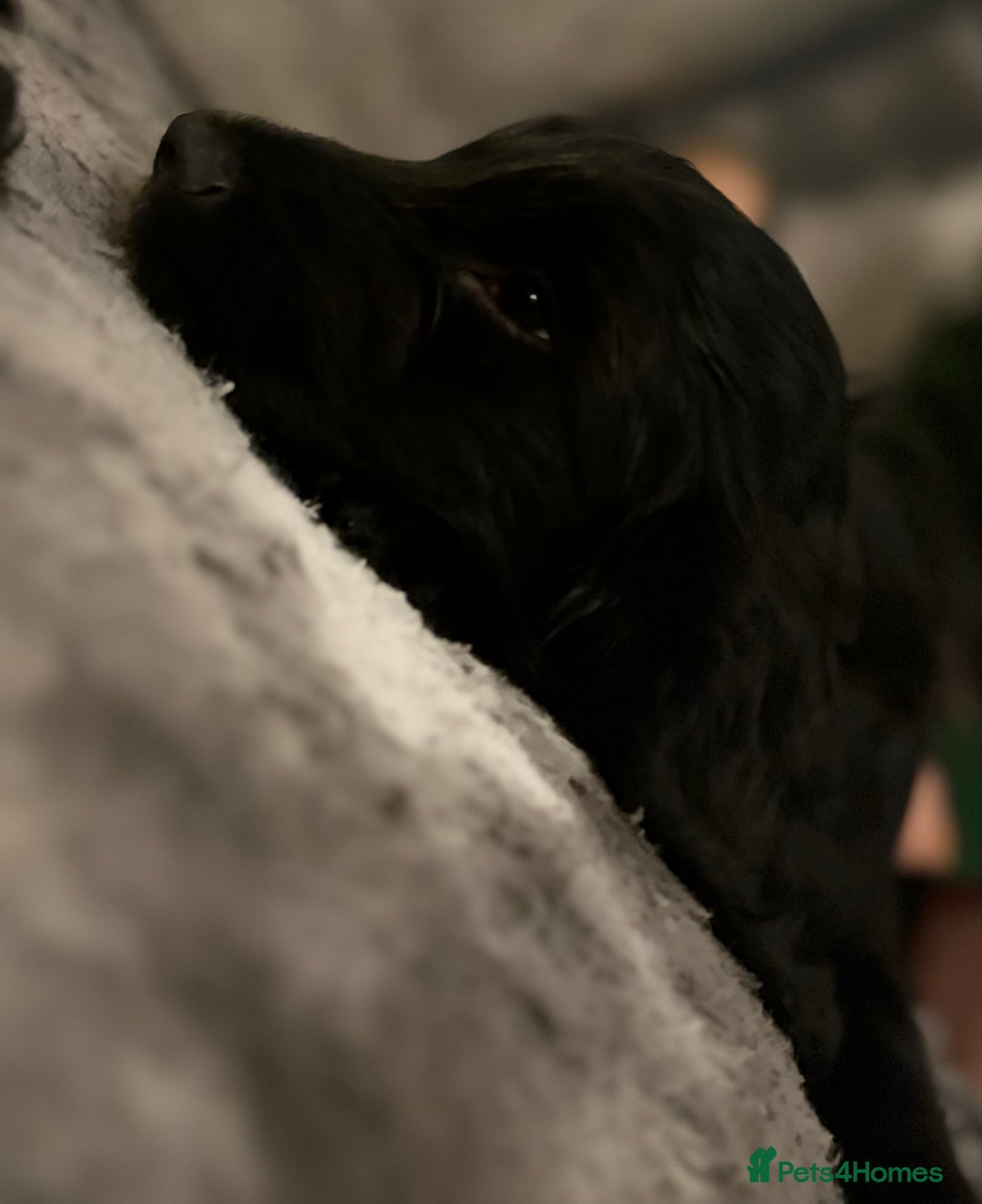 Cockapoo dogs for sale: Cockapoo X Coker spaniel  - Advert 10