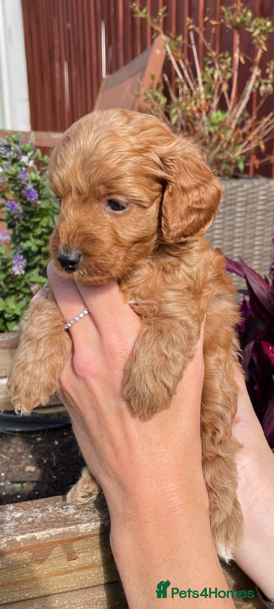Cockapoo dogs for sale: Beautiful cockapoo puppies - Image 3