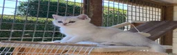 British Longhair cats for sale: ⭐️ BEAUTIFUL BLH & BSH FEMALE KITTENS   ⭐️ - Advert 3