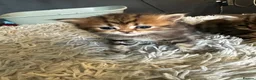Persian cats for sale: (Half) Persian kittens 😍 - Advert 7