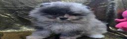 Pomeranian dogs for sale: Merle chocolate blue beaver blue eye puppies - Advert 9