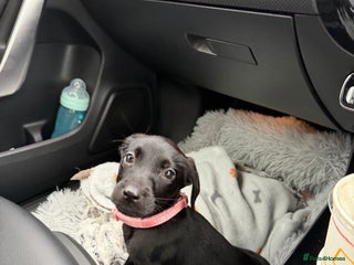 Labrador Retriever dogs - Advert 15