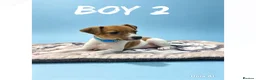 Jack Russell dogs for sale: Jack Russell puppies  - Advert 1
