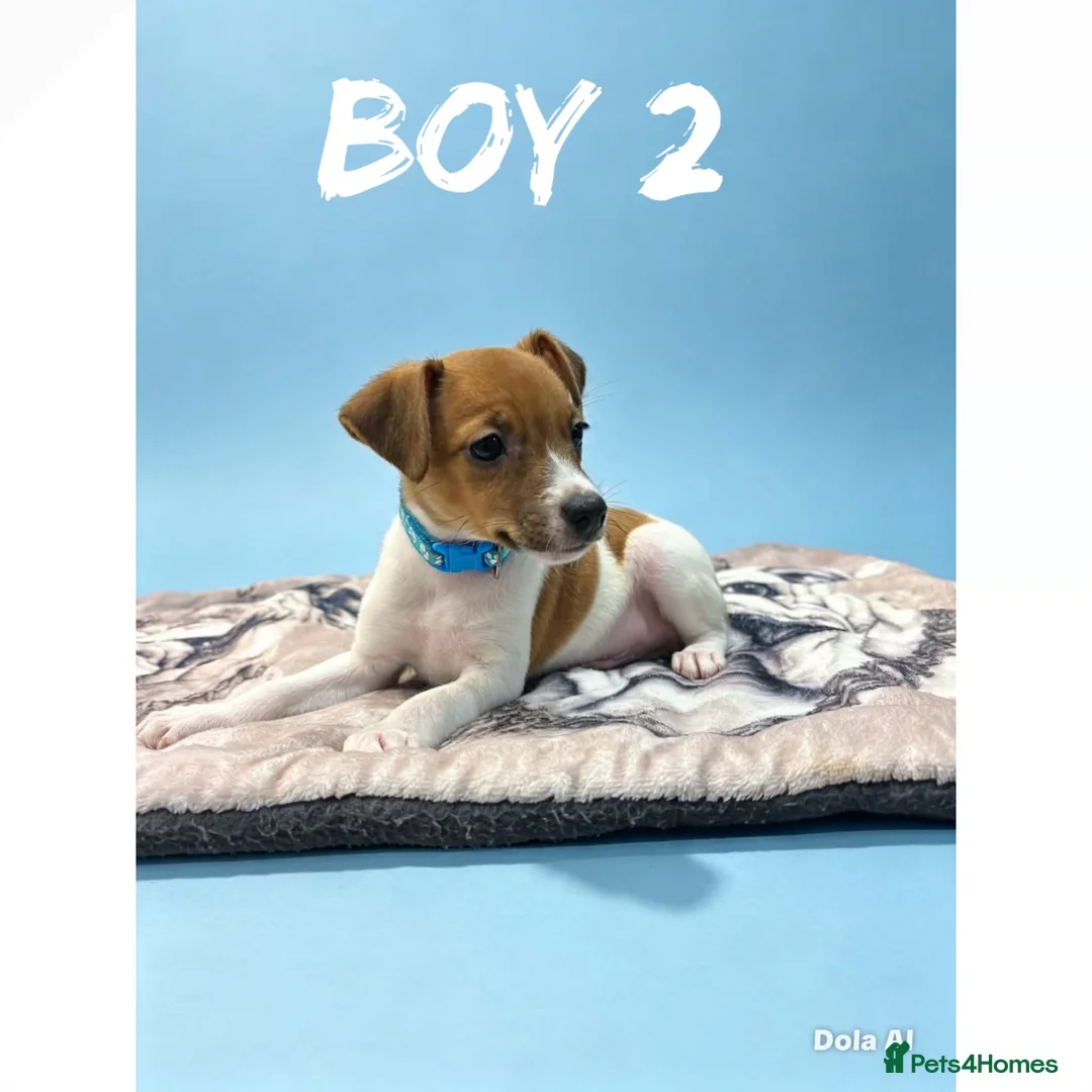 Jack Russell dogs for sale: Jack Russell puppies  - Advert 1