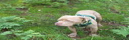 Mixed Breed dogs for sale: Russo-Bear in Warrington - Advert 14
