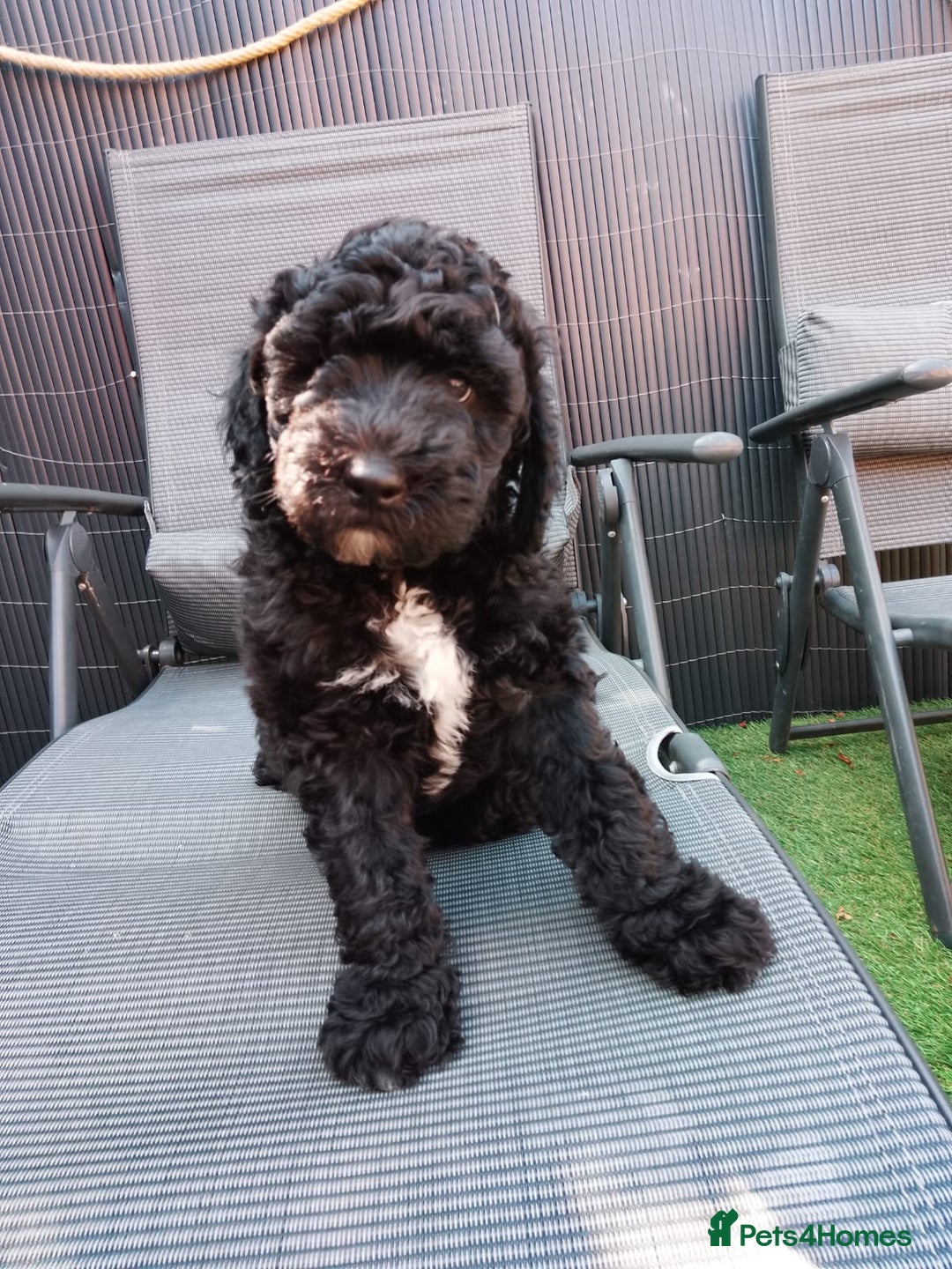 Sheepadoodle dogs for sale: F1b mini sheepadoodles  - Image 4
