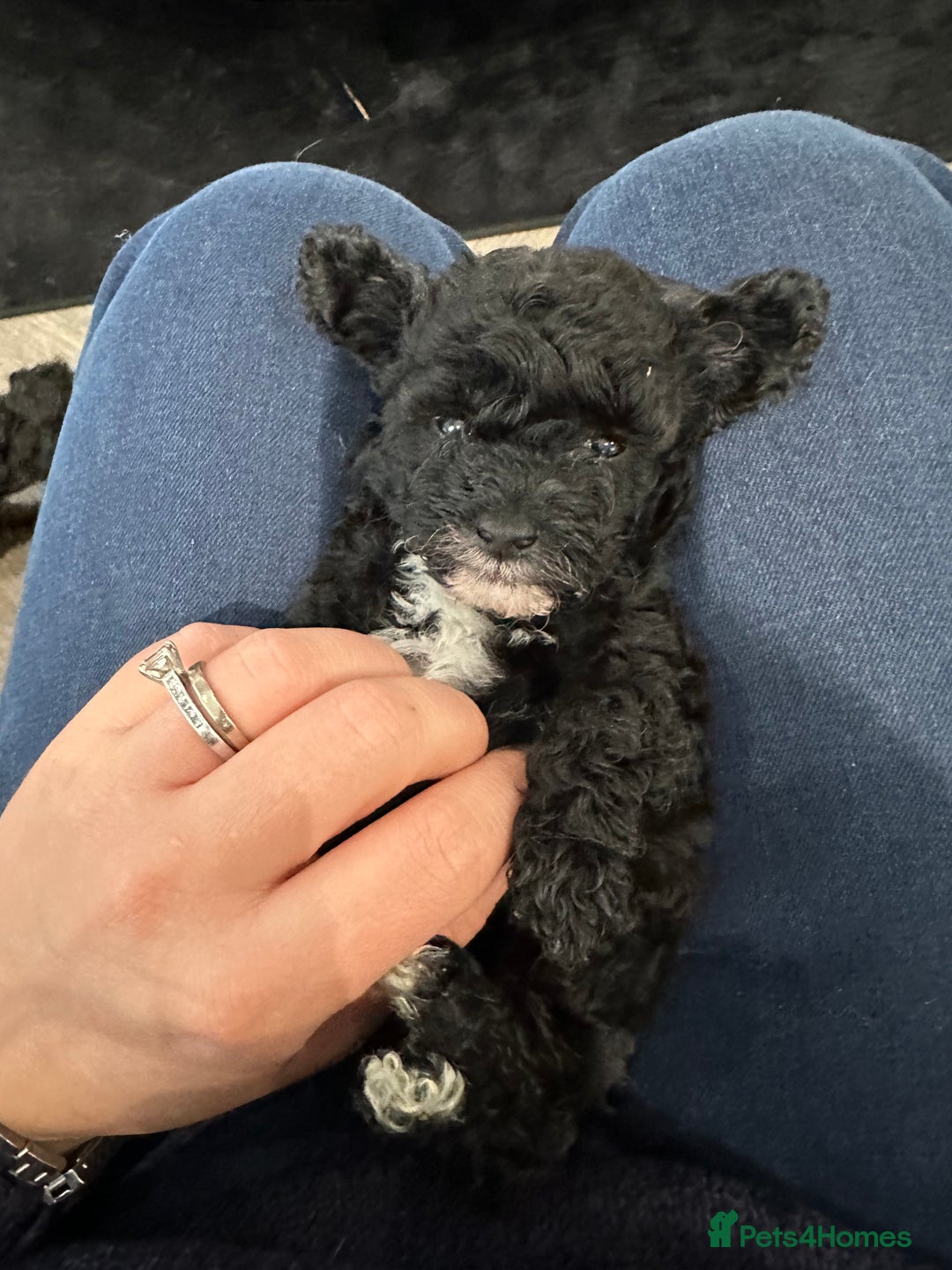 Toy Poodle dogs for sale: Kc Tiny toy poodles DNA 🧬 clear  - Advert 9