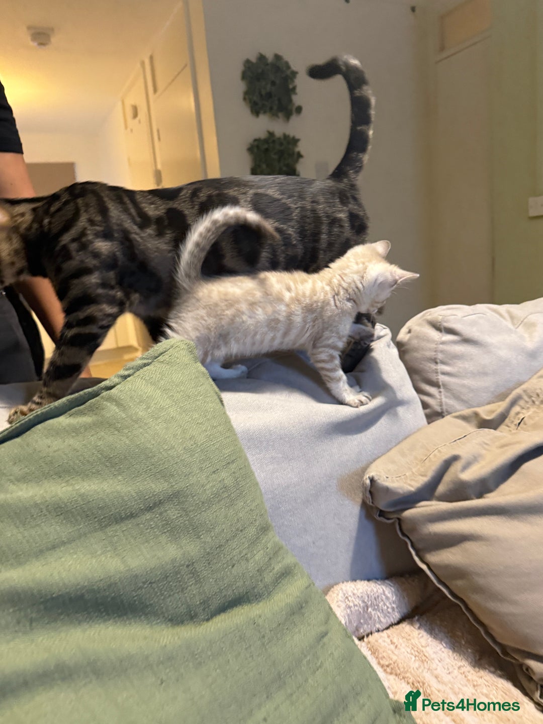 Bengal cats for sale: TICA registered Bengals  - Advert 8