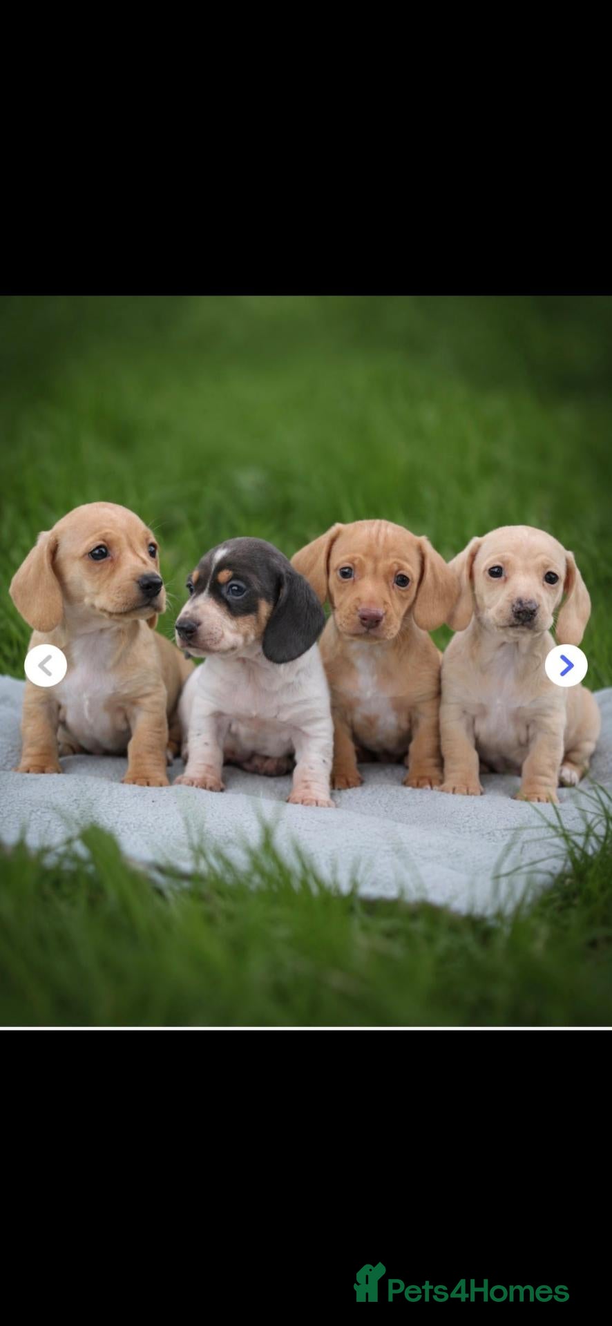 Dachshund dogs Miniature Cream Smooth Haired Dachshund Puppies  - Advert 13